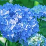 hortensia met de juiste verzorging