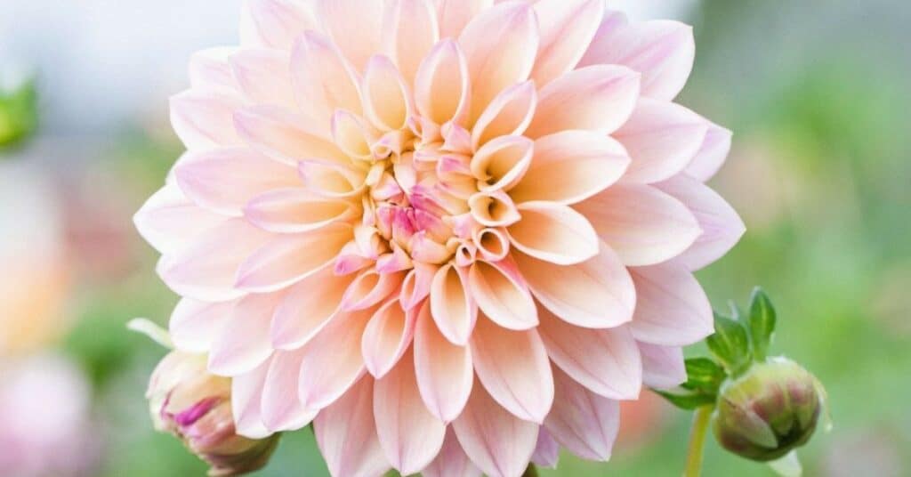 Alles over Dahlia’s: Een Complete Tuingids voor Beginnelingen