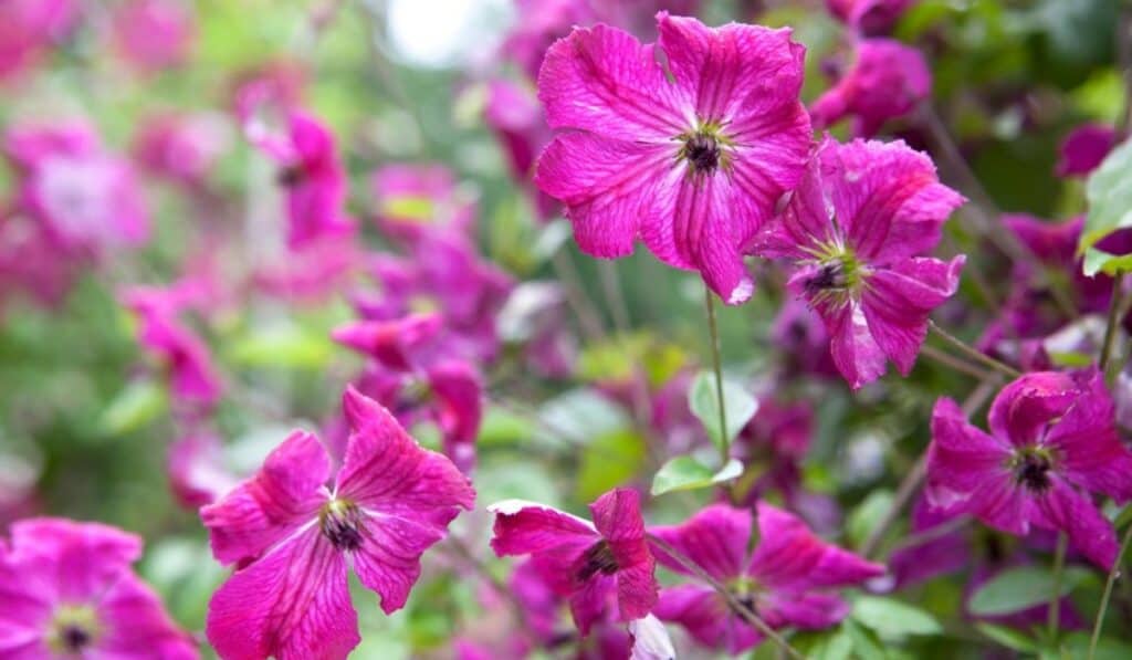 clematis armandii	
