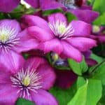 Clematis: Alles wat je moet weten over Groei, Verzorging en Snoeien