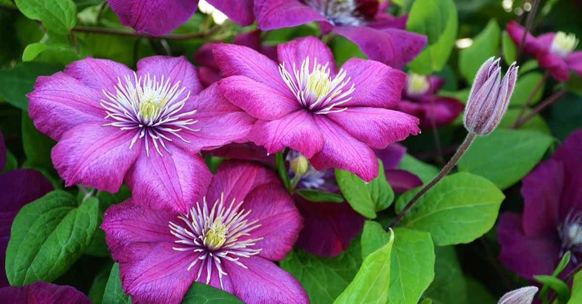 Clematis: Alles wat je moet weten over Groei, Verzorging en Snoeien