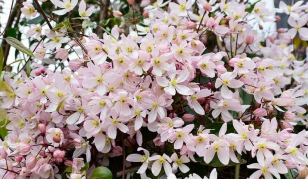 clematis montana
