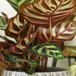 Calathea: De Ultieme Gids voor Verzorging en Soorten