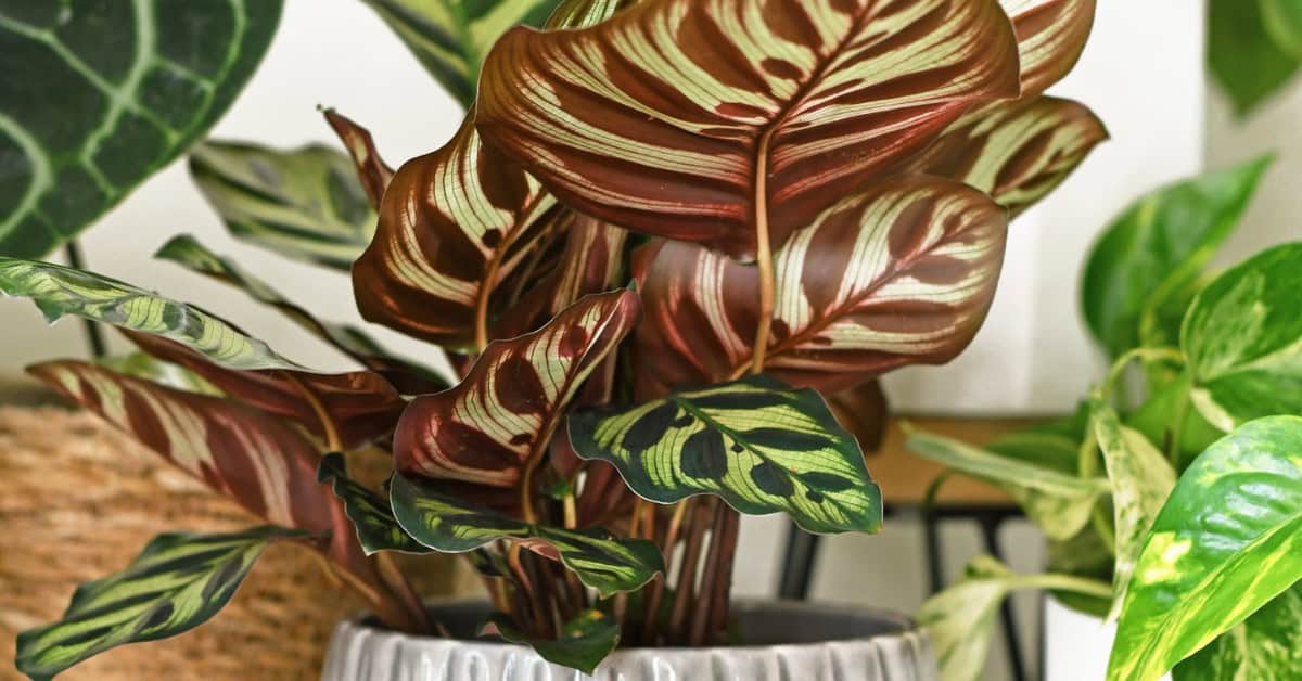 Calathea: De Ultieme Gids voor Verzorging en Soorten