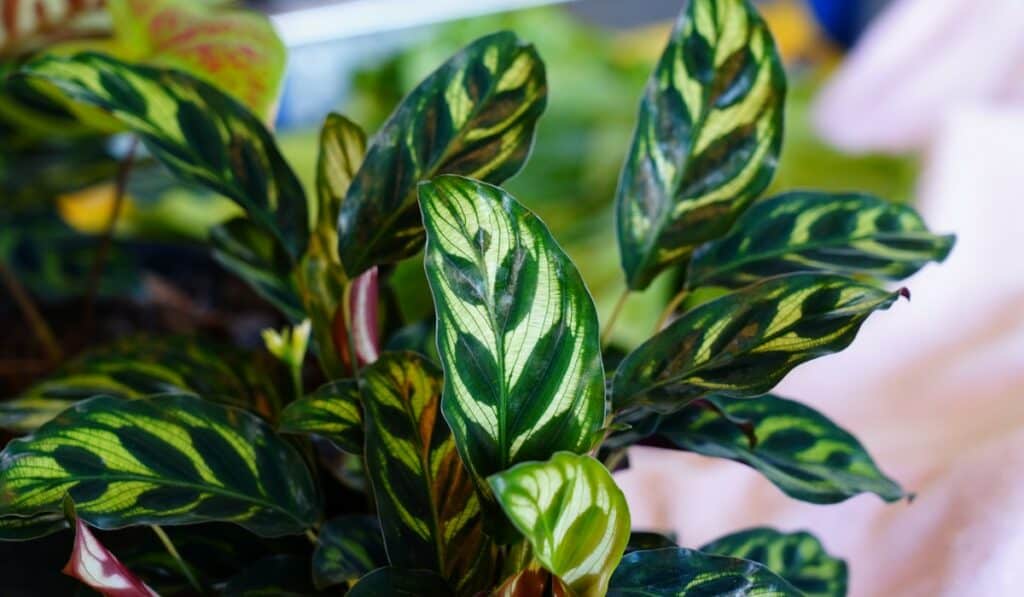 Calathea