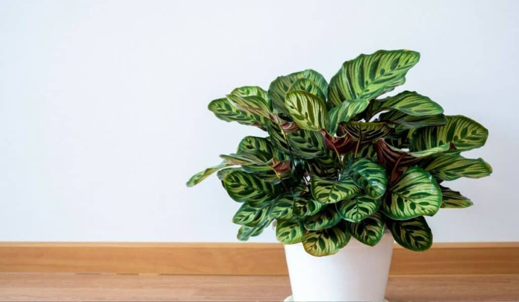 Calathea