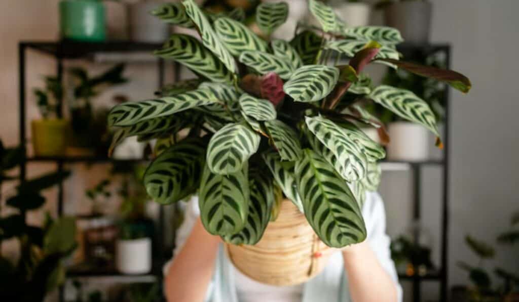 Calathea