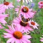 Echinacea: Gezondheidsvoordelen en Soorten Die Je Moet Kennen