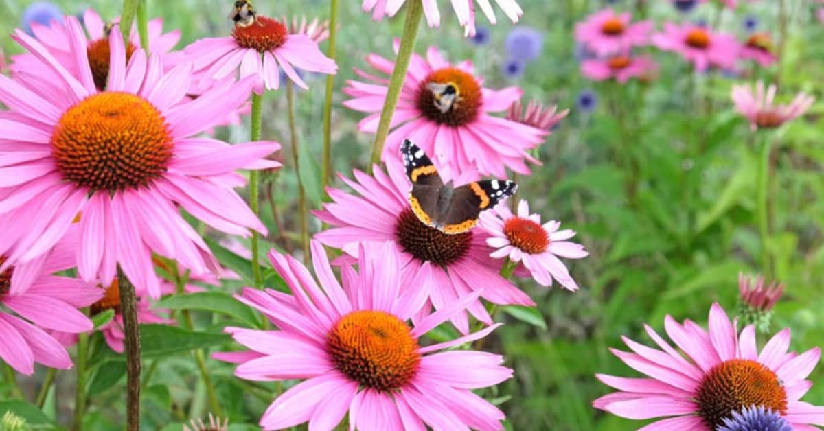 Echinacea: Gezondheidsvoordelen en Soorten Die Je Moet Kennen