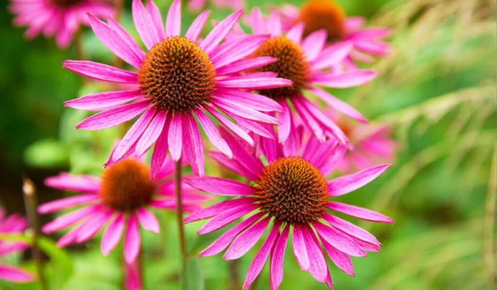 Echinacea