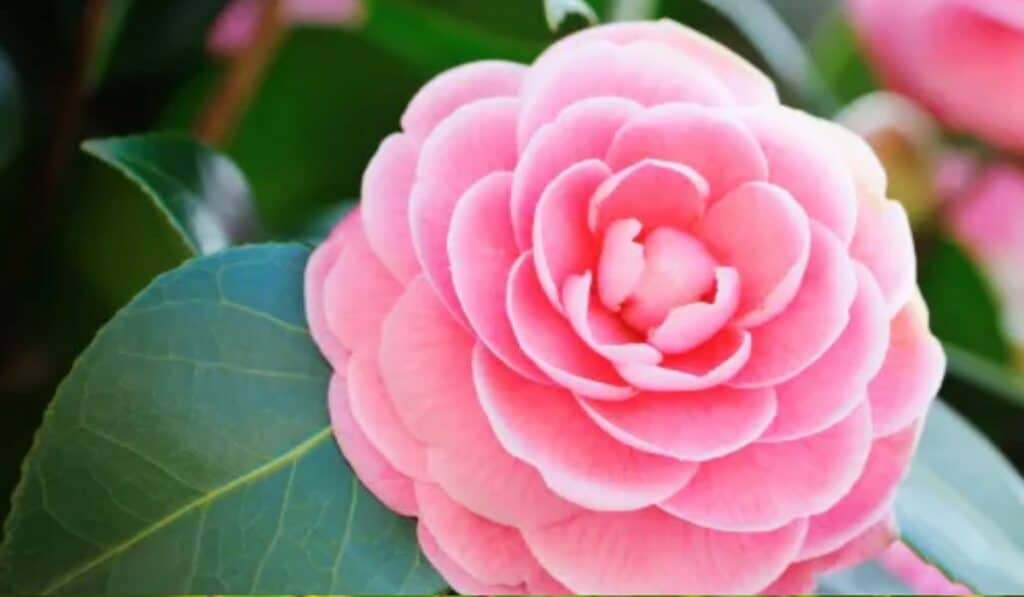 Camelia