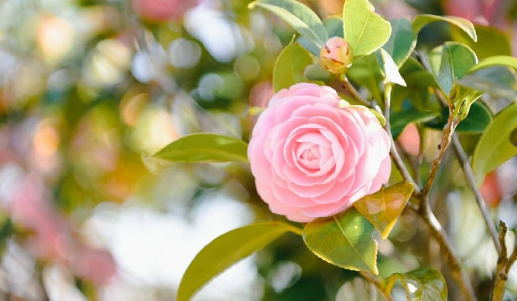 Camelia