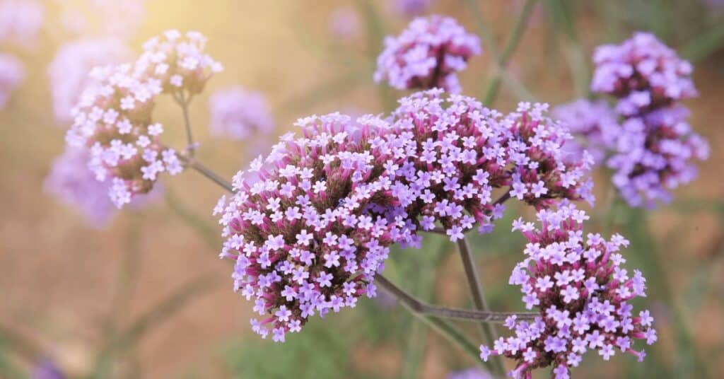 Verbena: Een Allesomvattende Gids voor Soorten, Snoeien en Verzorging