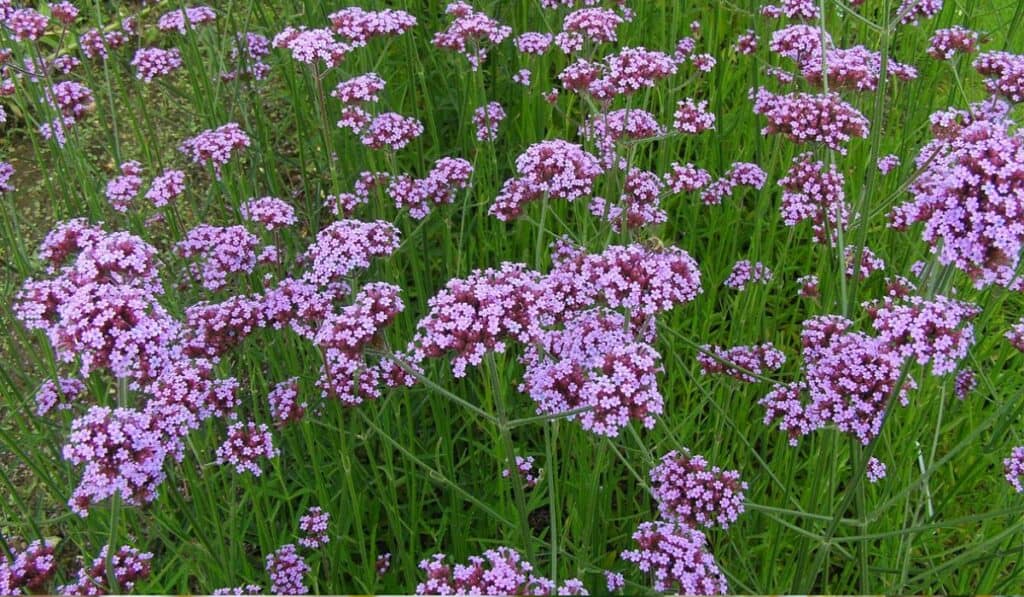 Verbena