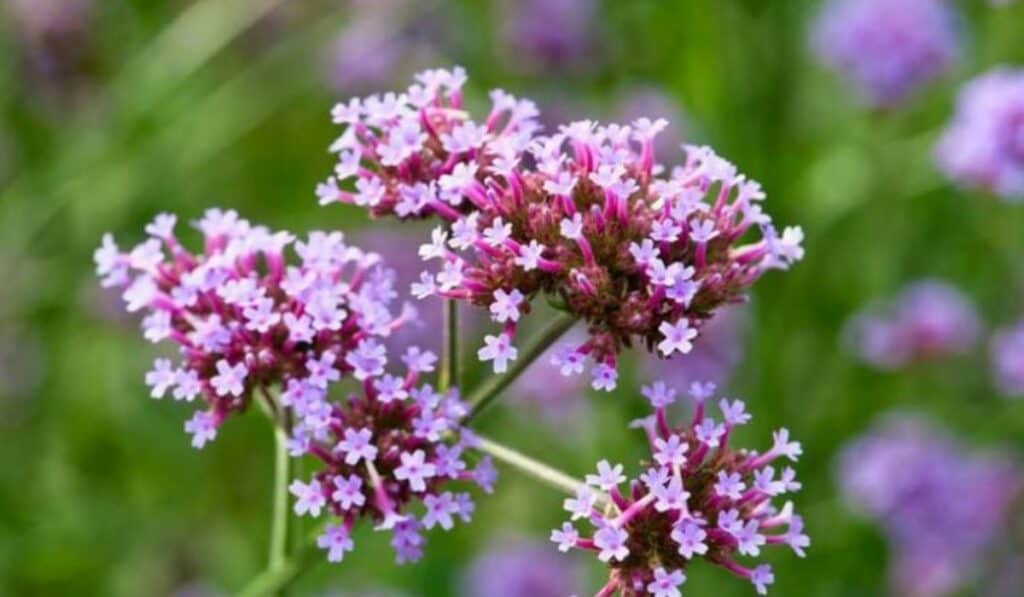 Verbena