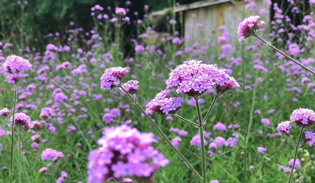 Verbena