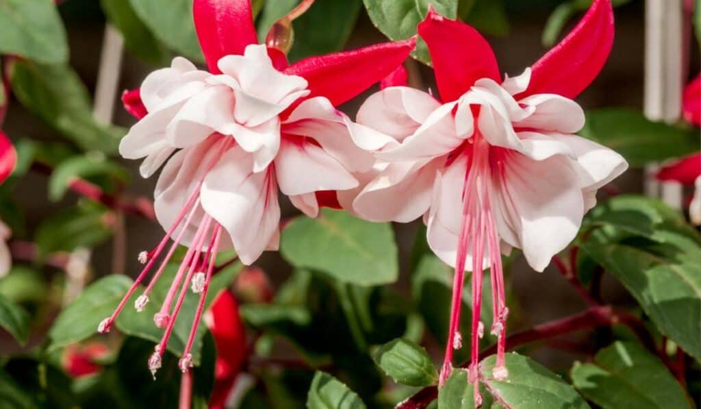 Fuchsia Begrijpen: De Levendige Schoonheid van Je Tuin