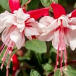 Fuchsia Begrijpen: De Levendige Schoonheid van Je Tuin