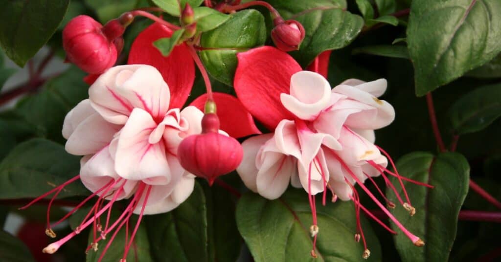 Fuchsia Begrijpen