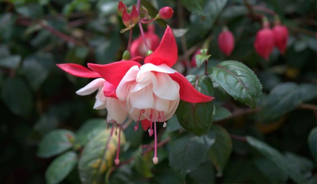 Fuchsia Begrijpen