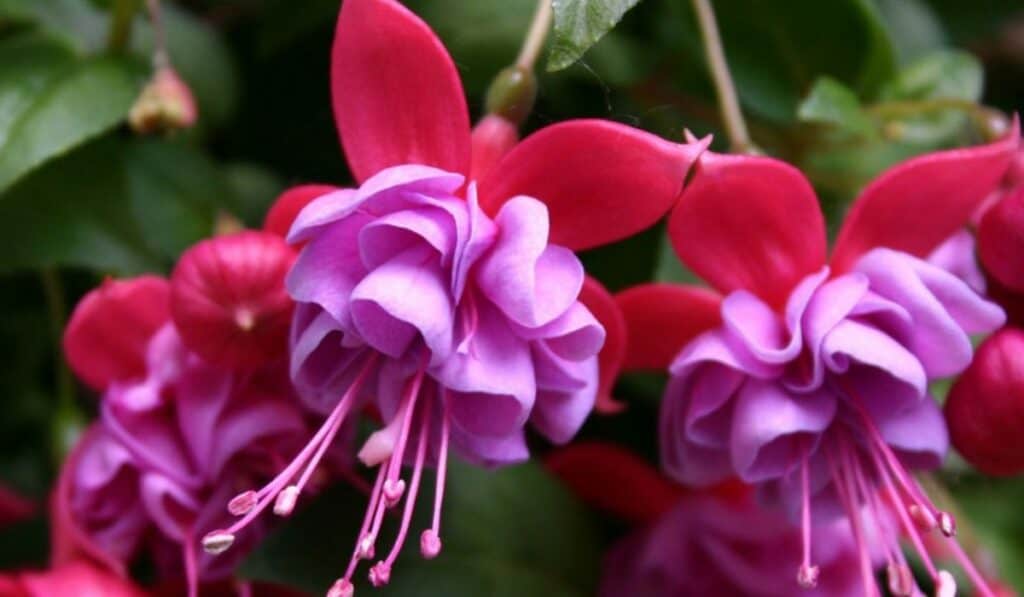 Fuchsia Begrijpen