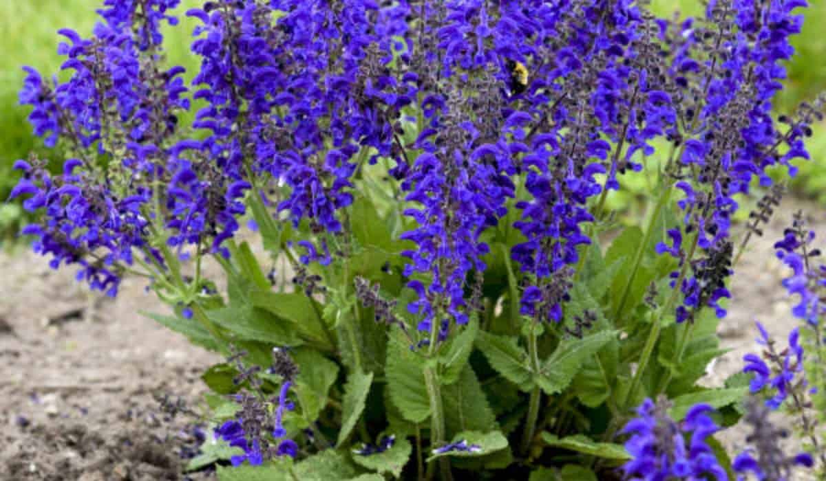 Alles over Salvia: Soorten, Snoeien en Verzorging