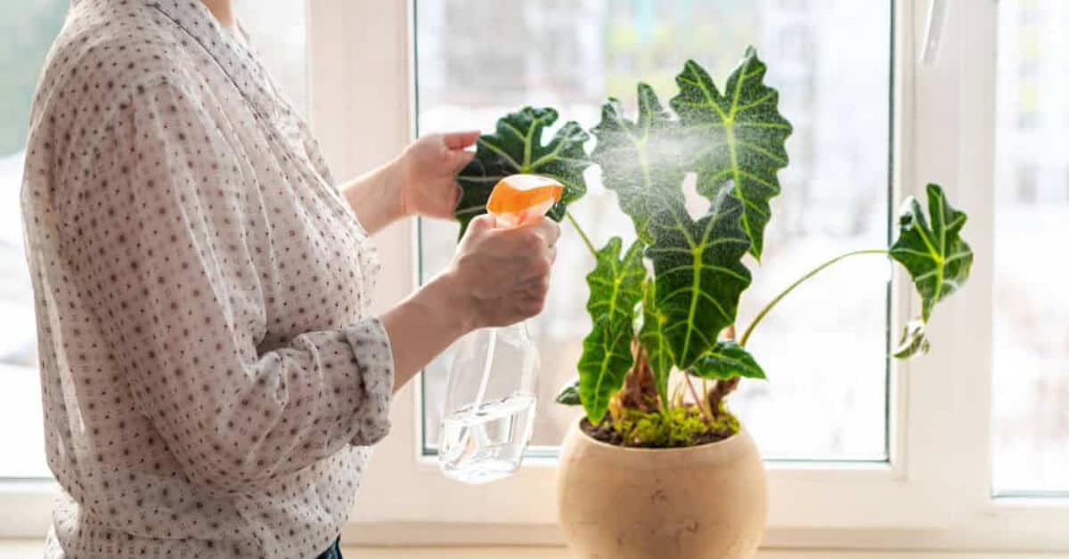 Alocasia Soorten: Prachtige Blikvangers voor je Interieur