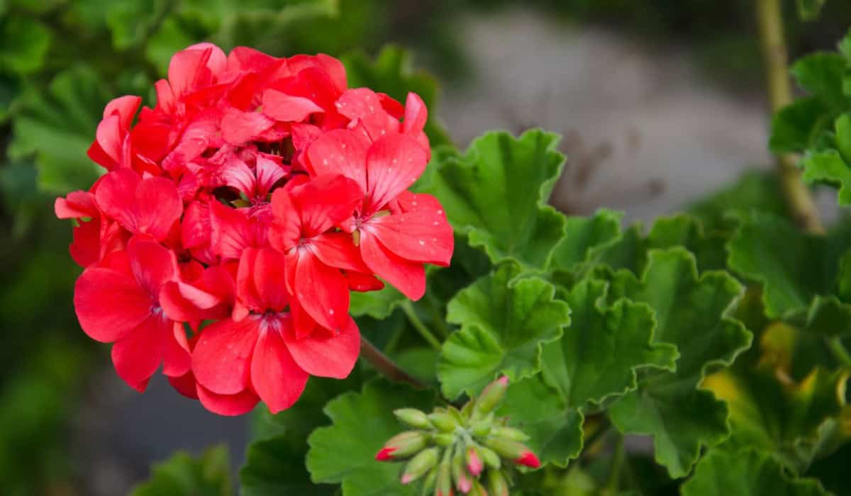 Alles over geraniums: soorten, verzorging en tips