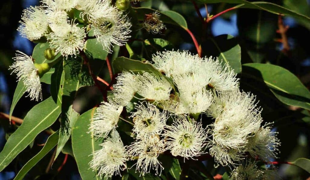 Eucalyptus