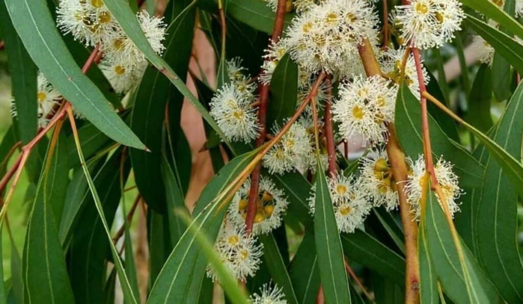Eucalyptus