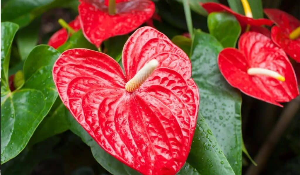 Anthurium verzorgen: de complete gids voor een gezonde plant