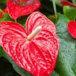 Anthurium verzorgen: de complete gids voor een gezonde plant