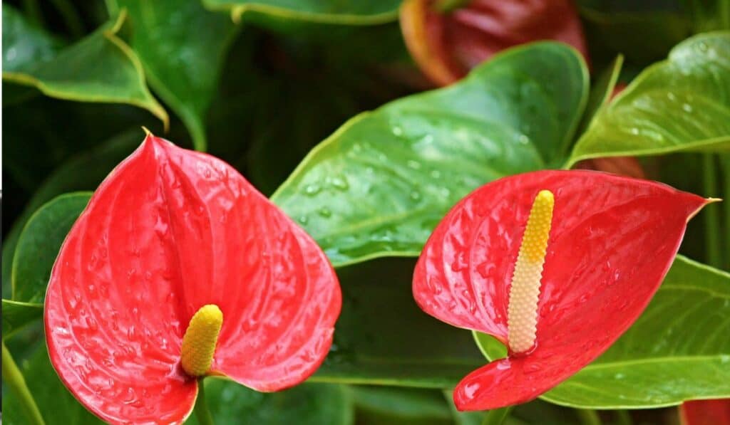 Anthurium verzorgen