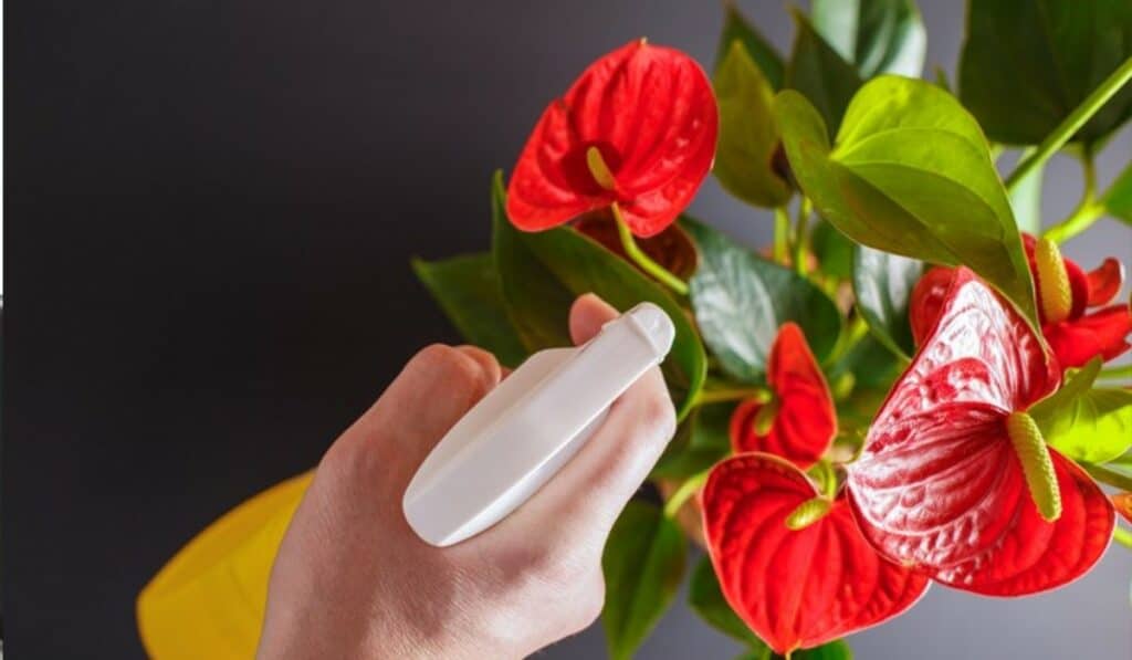 Anthurium verzorgen