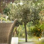 Olijfboom Snoeien: Complete Gids voor een Gezonde en Productieve Boom