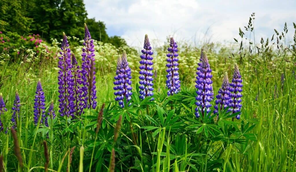 Lupine: Alles Wat Je Moet Weten Over Lupine, Lupine Bonen, Lupine Zaaien en Meer