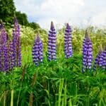 Lupine: Alles Wat Je Moet Weten Over Lupine, Lupine Bonen, Lupine Zaaien en Meer