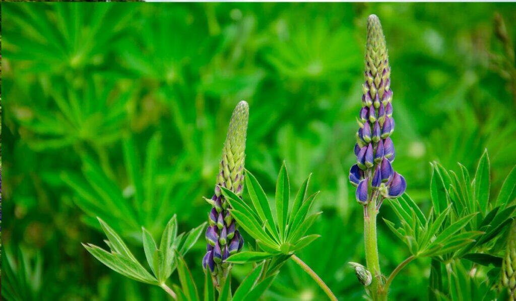Lupine