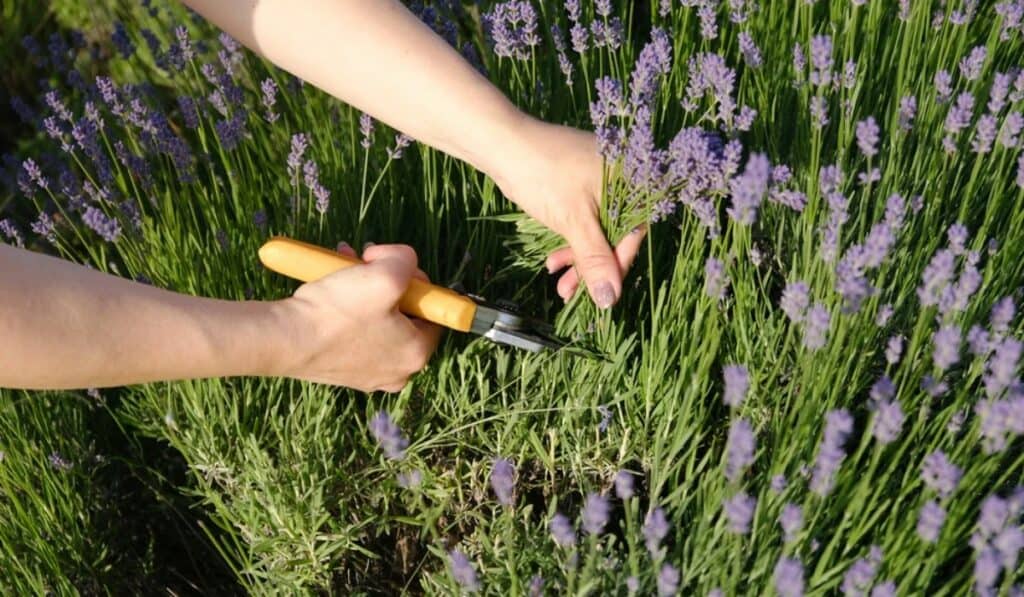 Lavendel snoeien: zo houd je deze plant gezond en vol