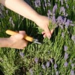 Lavendel snoeien: zo houd je deze plant gezond en vol