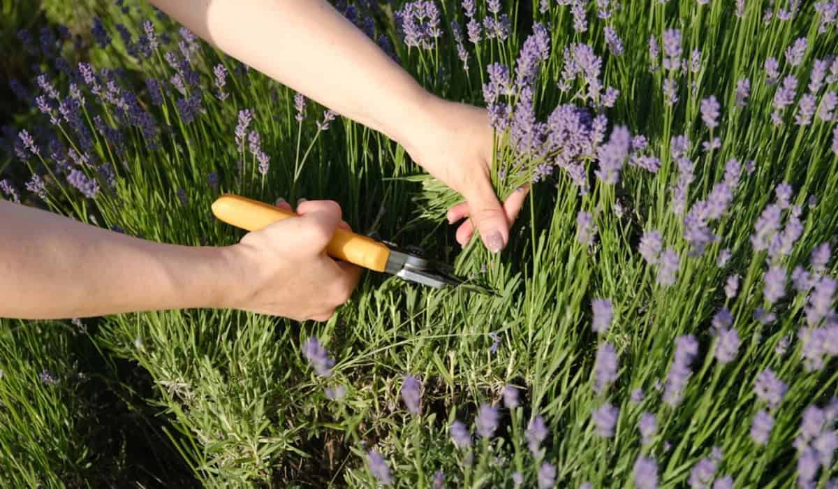 Lavendel snoeien: zo houd je deze plant gezond en vol