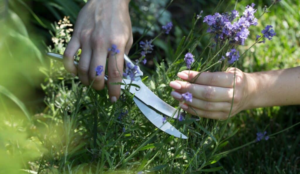 Lavendel snoeien