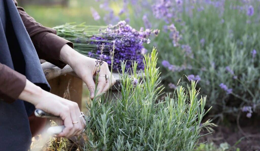 Lavendel snoeien