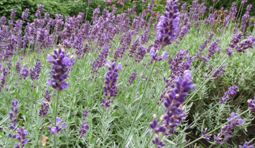 Lavendel snoeien