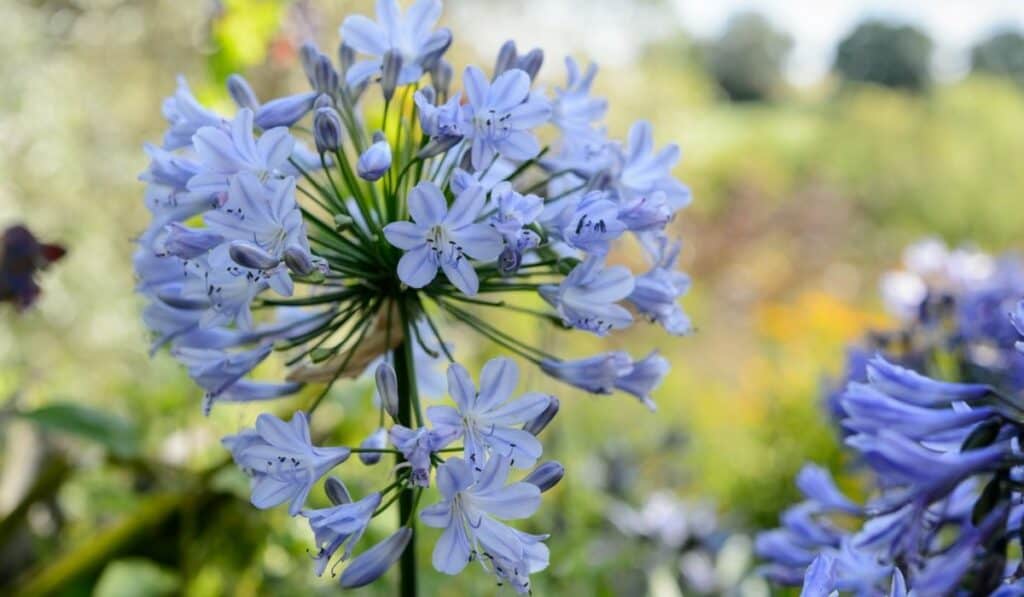 Agapanthus: De Sierlijke Afrikaanse Lelie in Jouw Tuin