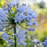 Agapanthus: De Sierlijke Afrikaanse Lelie in Jouw Tuin