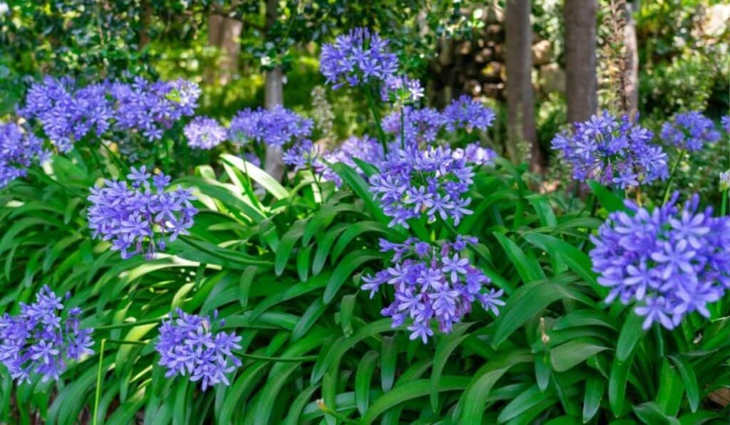 Agapanthus