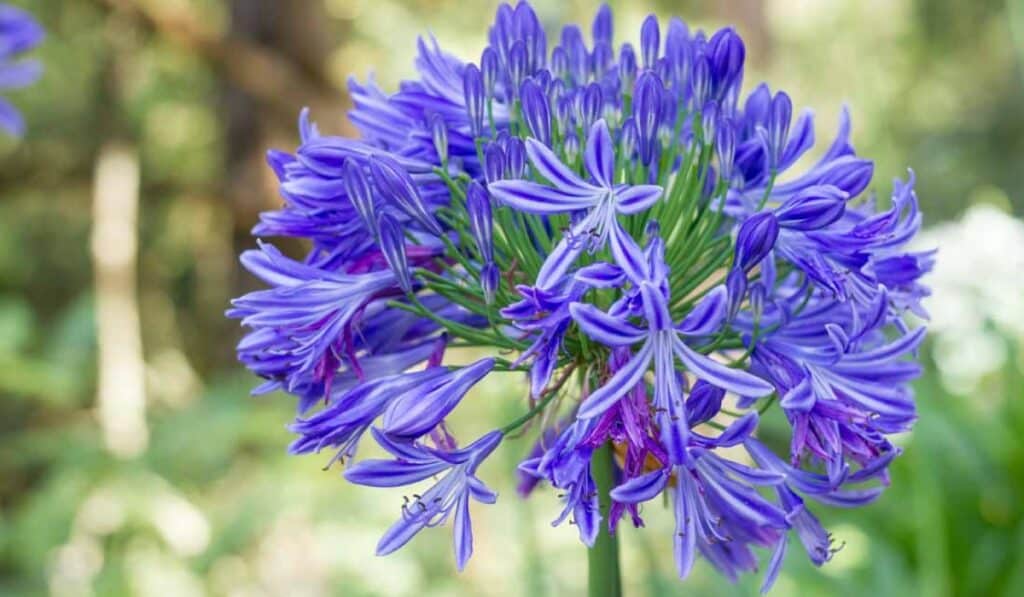 Agapanthus