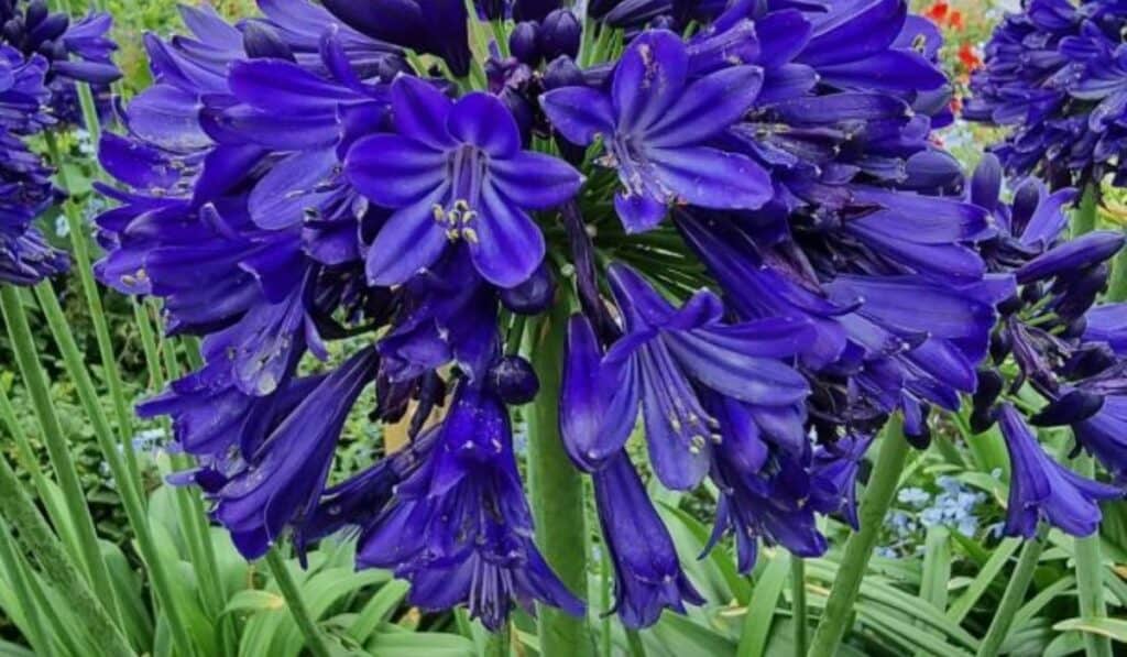 Agapanthus