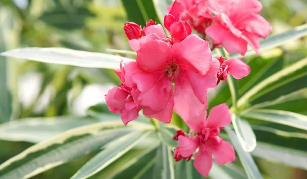 Oleander: Een Prachtige, Maar Giftige Tuinplant